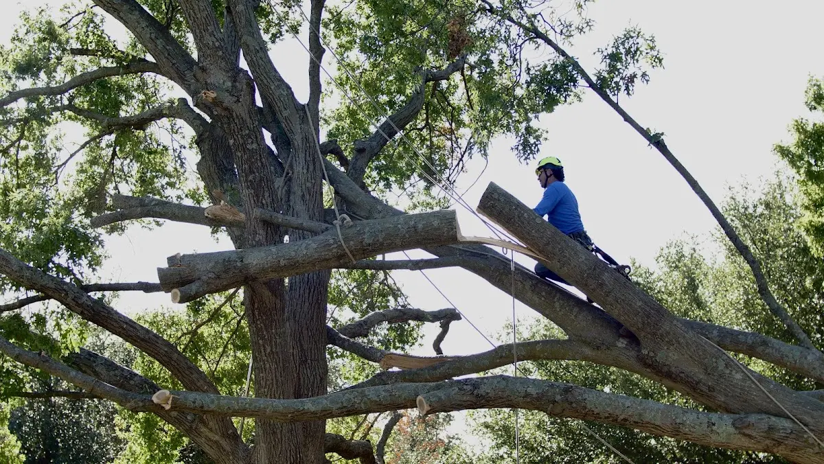 Professional Hazardous Tree Removal performed by certified arborists in Dunlap